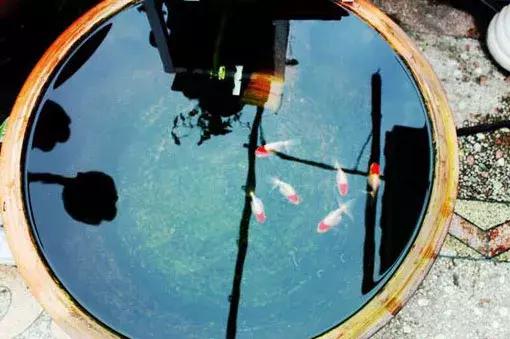 瓷盆古法养金鱼技术,古法养鱼正确做法