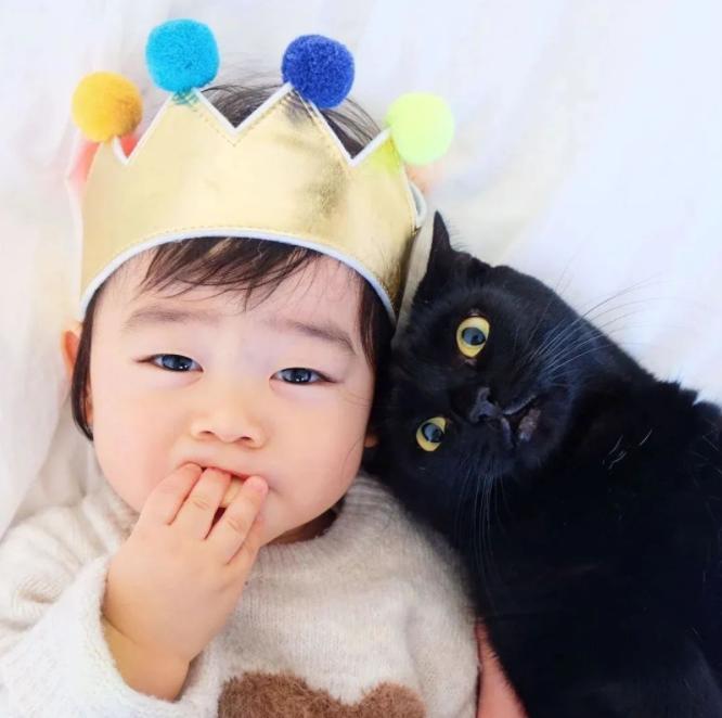 中华田园猫黑猫绿眼,中国田园猫咪黑猫