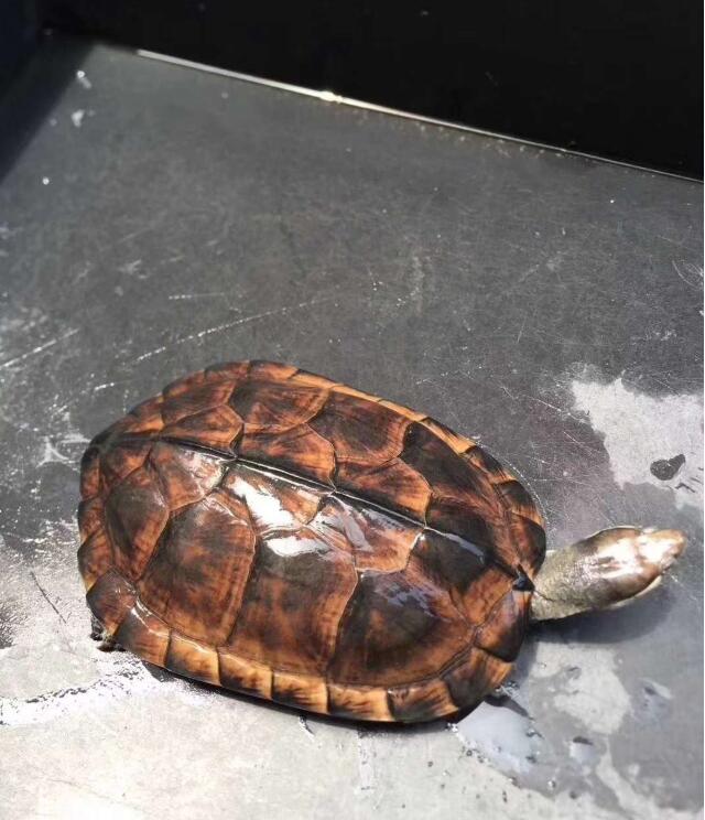 苏北金线草龟和石金钱龟的区别,石金钱龟多少钱一只2017