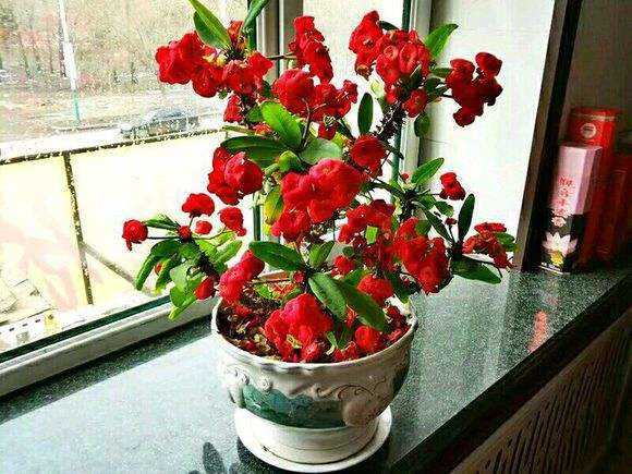 超惹人喜欢的3种花,这3种花不要随意去买