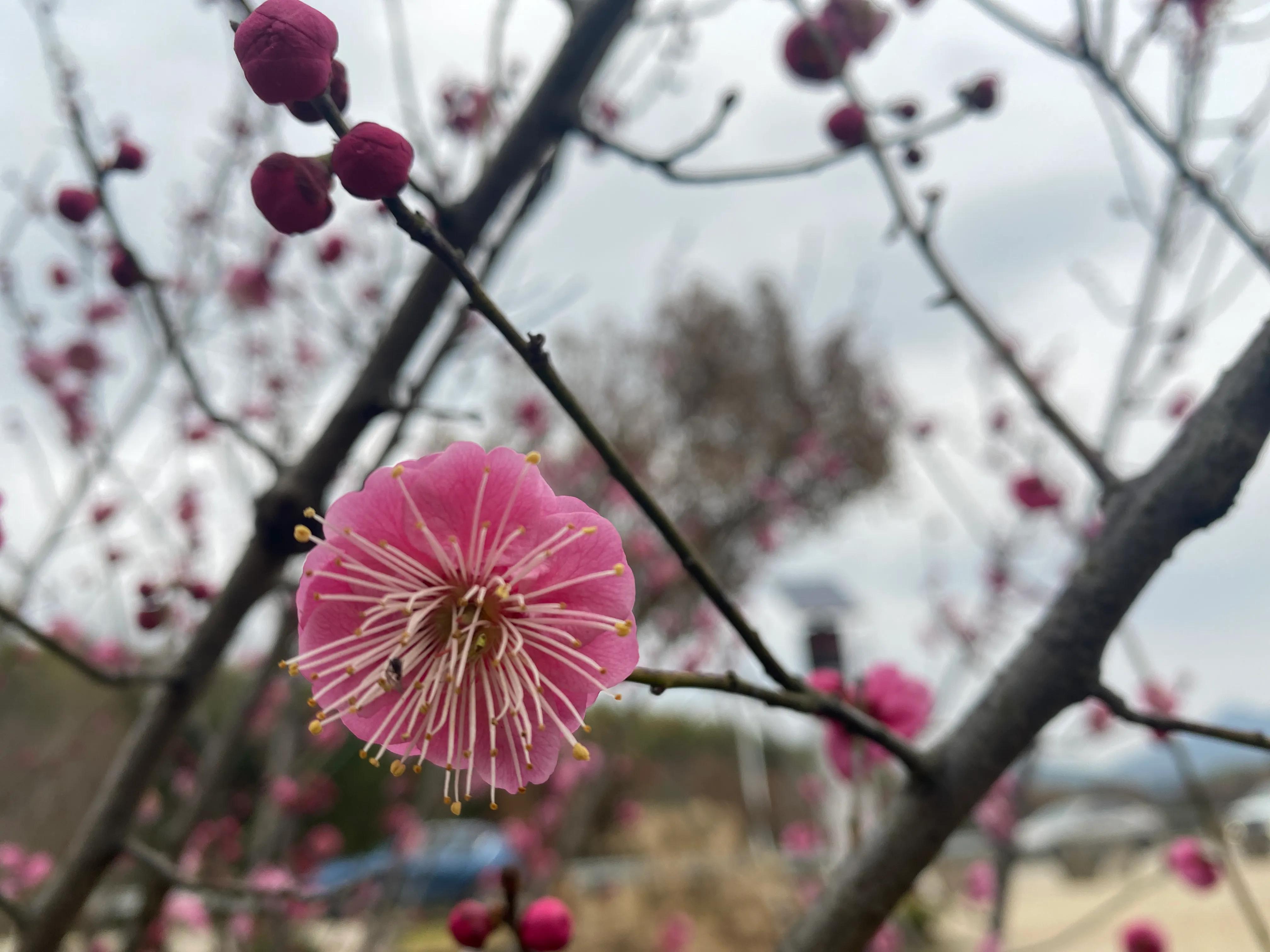 石塘竹海九寨沟,小九寨沟天然氧吧