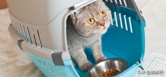 应该如何引导猫咪进航空箱,怎样让猫咪不害怕主人