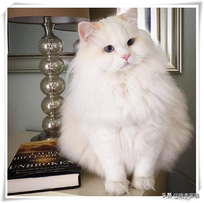 怎样知道你适不适合养猫,怎么判断自己适不适合养猫