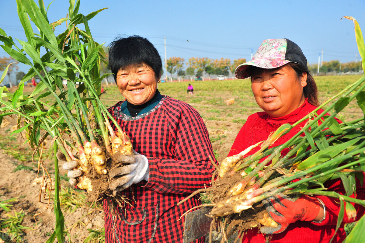 种植生姜的全套技术怎样施肥,种植生姜整个过程施肥的技术指引