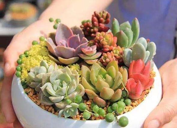 多肉怎么控养得又粗又胖,多肉长得又高又绿怎么办