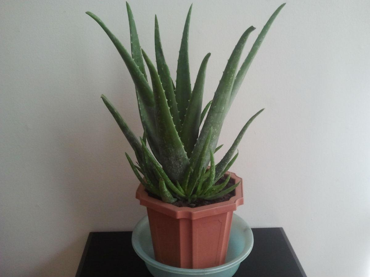 干瘪的芦荟叶片需要拔掉吗,刚种的芦荟叶子干瘪怎么挽救