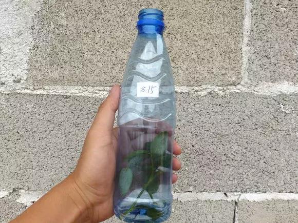 大水瓶扦插生根神器,室内用塑料瓶扦插生根最快方法