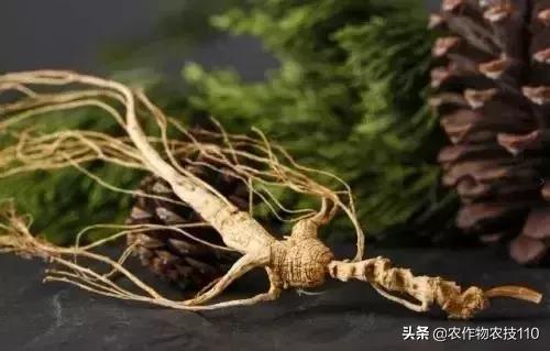 谁说农业不赚钱？！一亩收益60万，试过这3个新玩法的菜农赚嗨了