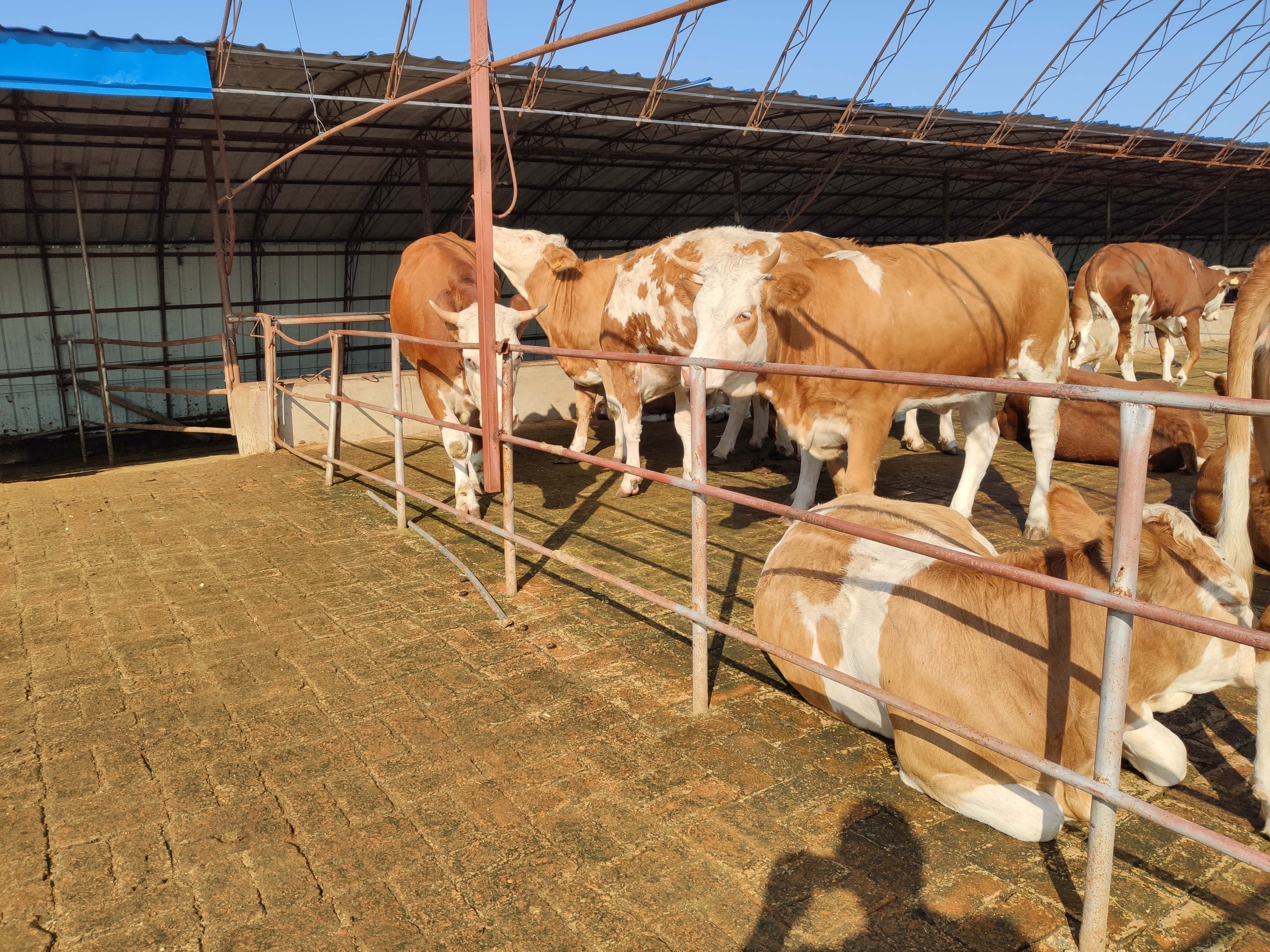 现在农村养牛前景怎样,现在养牛的发展现状是什么