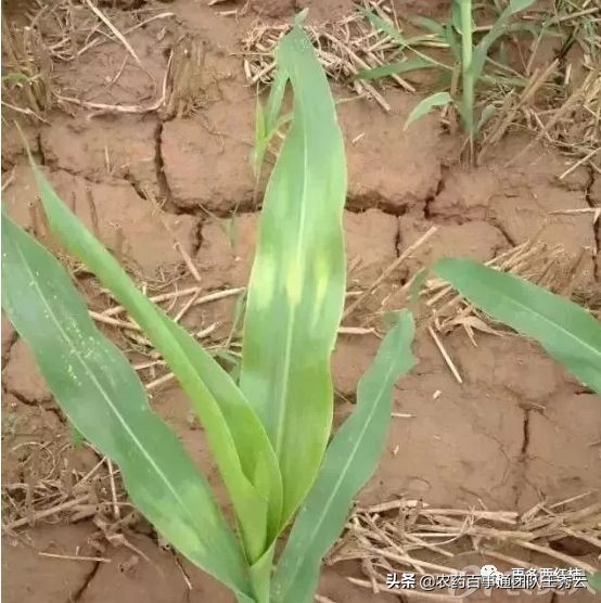 目前最好的除草剂成分有哪些,常用除草剂简介汇总
