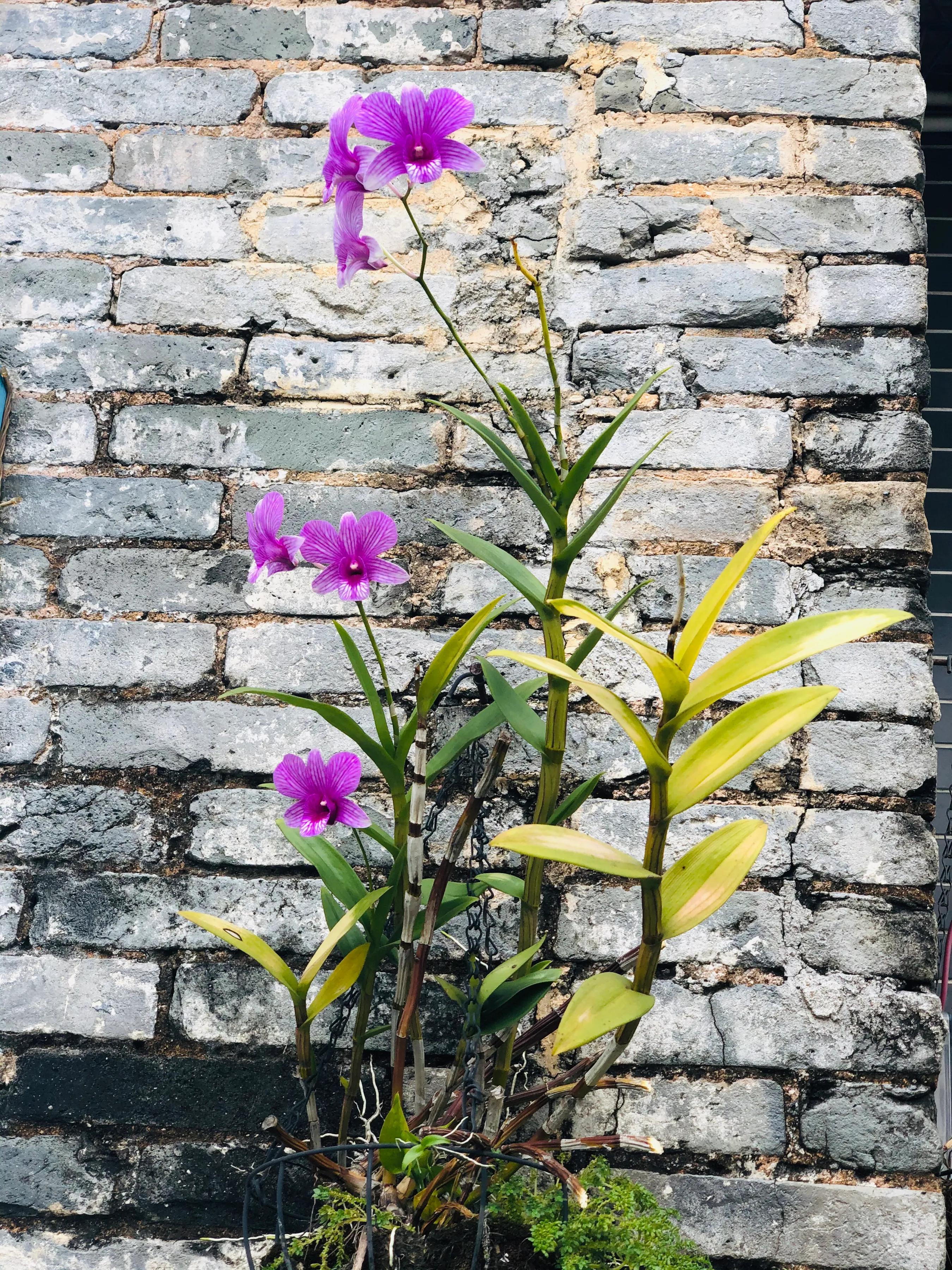 蝴蝶石斛兰怎么养,盆栽里长得像蝴蝶花的是什么花