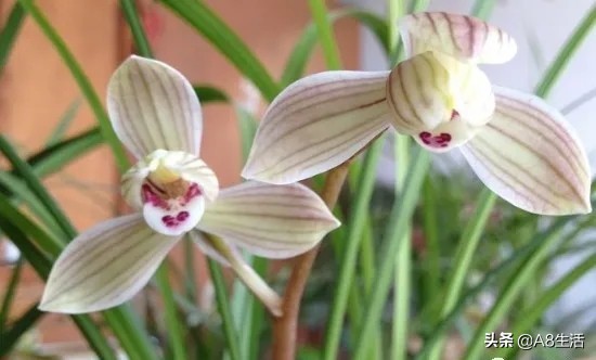兰花生长习性图片,兰花的生长习性和简介