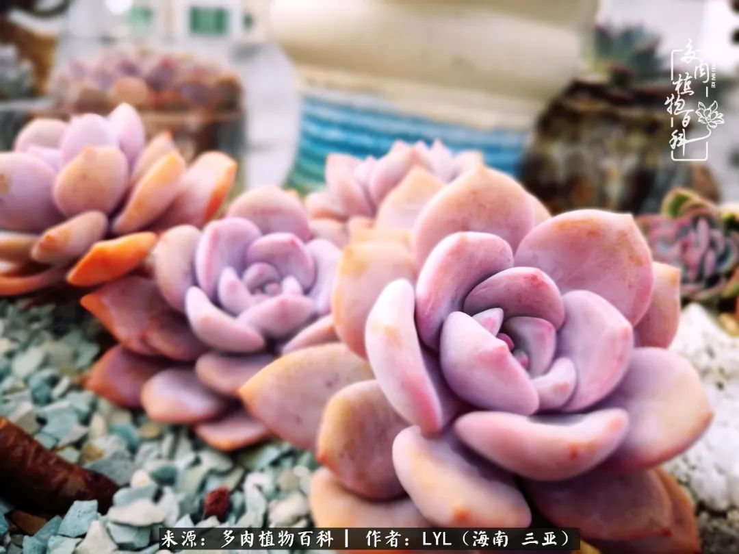 养多肉一年花了3万,养多肉一千多盆