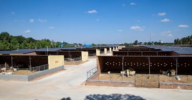 榆林市榆阳区牛羊住新家产业效益好，百姓心间乐开了花