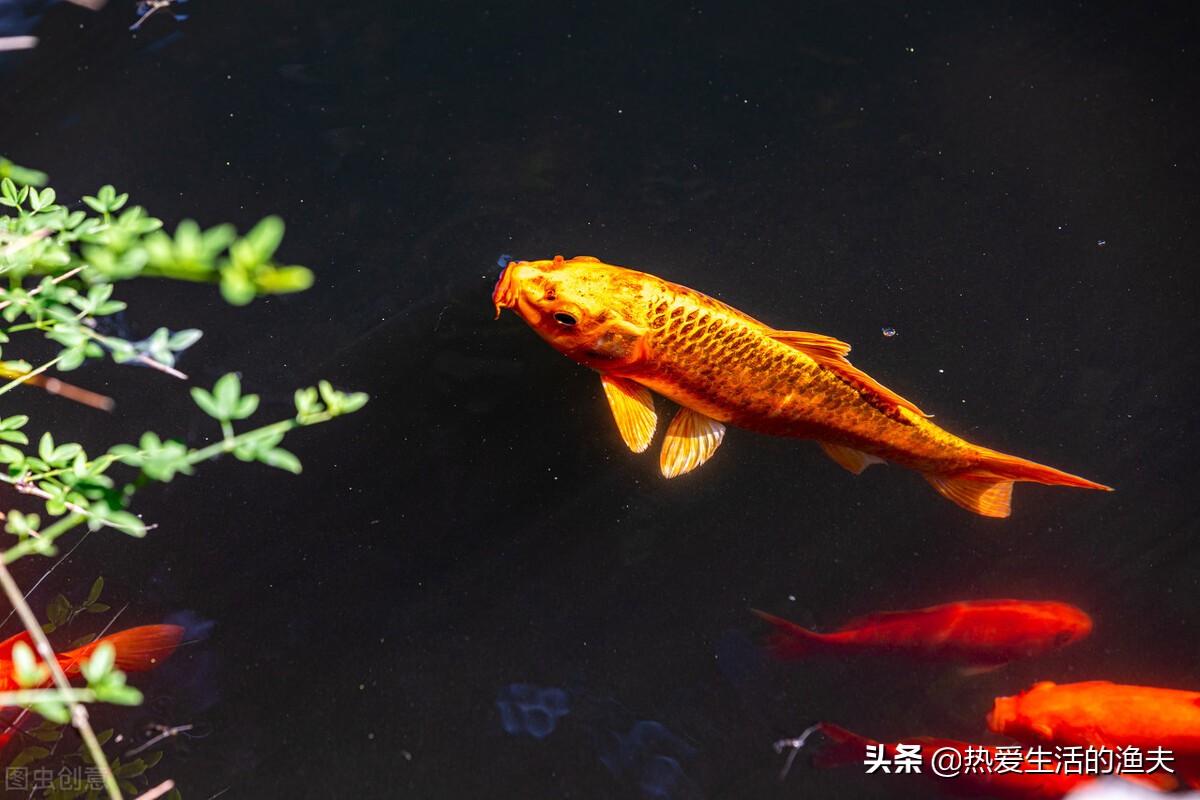 养鱼一换水鱼就死,高密度养鱼不换水