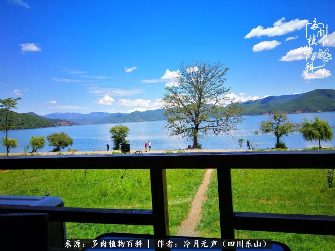 时光见证多肉故事,关于多肉的故事