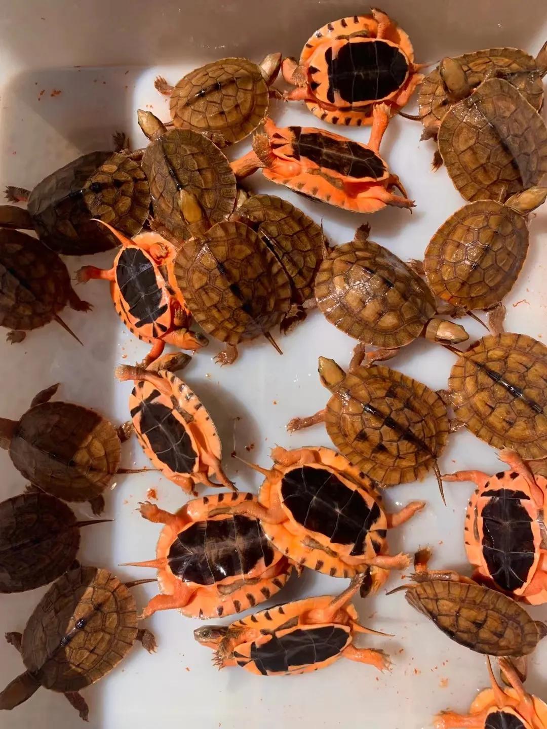 乌龟冬眠后不进食怎么回事,乌龟冬眠要喂吃的吗