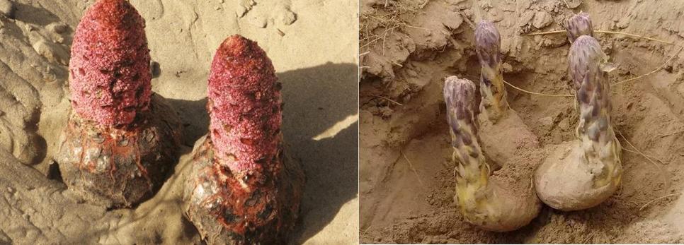 沙漠人参肉苁蓉有什么功效与作用,沙漠人参肉苁蓉怎么吃