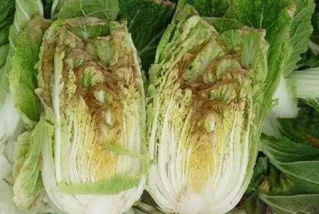 大白菜干烧心喷什么药最好,大白菜干烧心最有效的防治方法