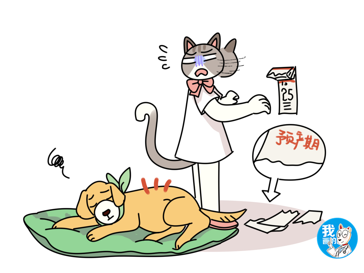 狗狗剖腹产对身体伤害大吗,剖腹产的狗狗要多久会恢复