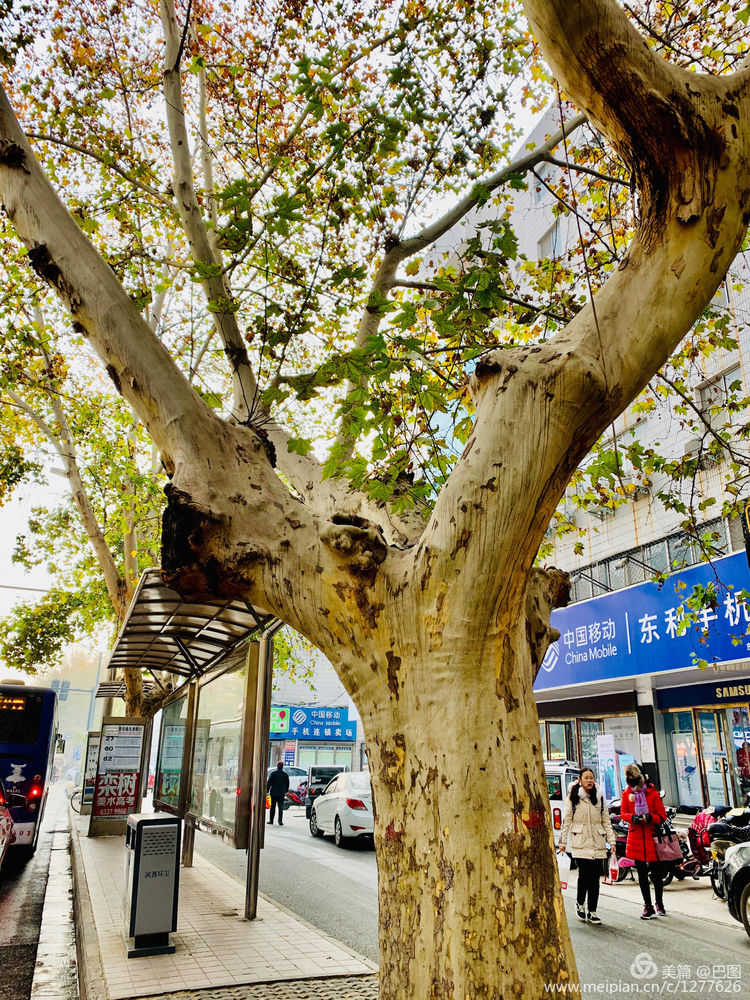 手机拍洛阳,涧西牡丹广场老照片