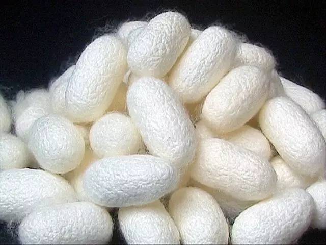 桑叶如何在蚕宝宝身体里变成丝的,蚕子怎么变成蚕宝宝