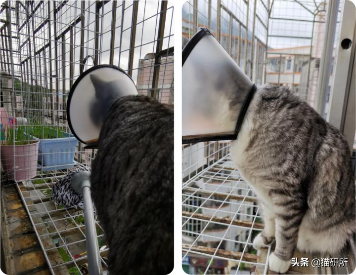 高层养猫到底要不要封窗,封窗养猫