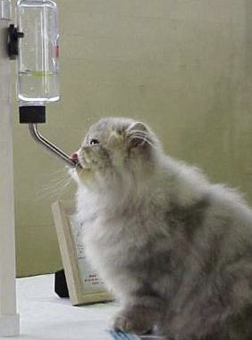 怎么样教猫咪用水碗,怎么教猫咪用防湿嘴饮水器