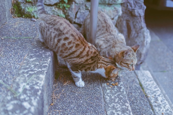 伏见稻荷大社怎么去清水寺,伏见稻荷大社到清水寺远吗