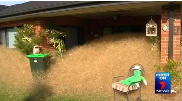 风滚草入侵外国公路,风滚草入侵中国后怎样了