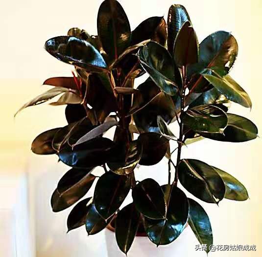 橡皮树太高什么时候修剪,橡皮树适合什么时候修剪