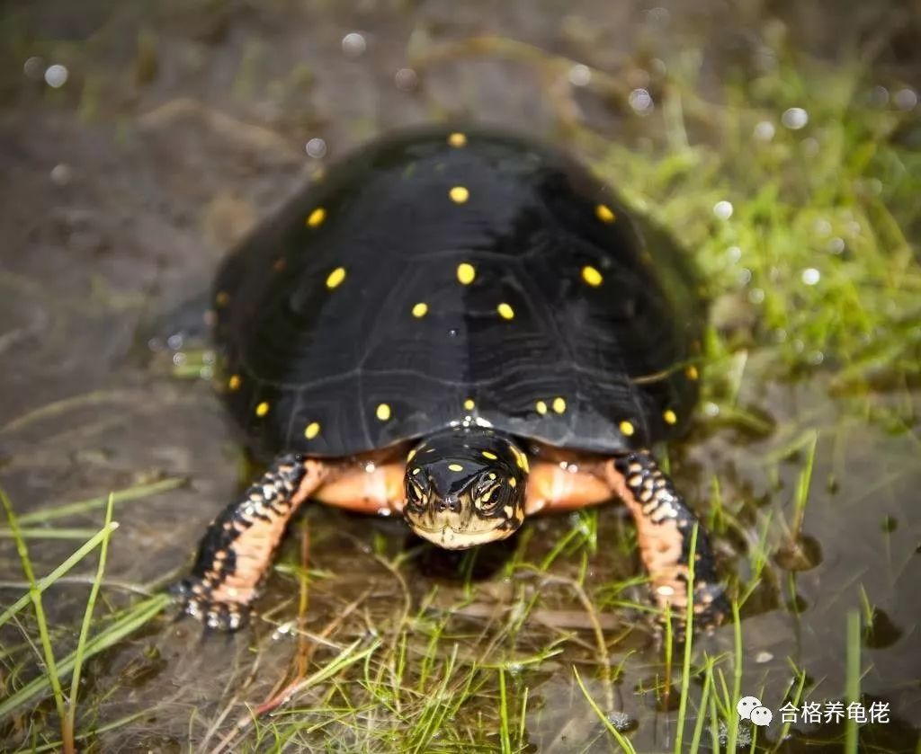 养龟入门级养什么龟好,养龟新手应该选什么龟好
