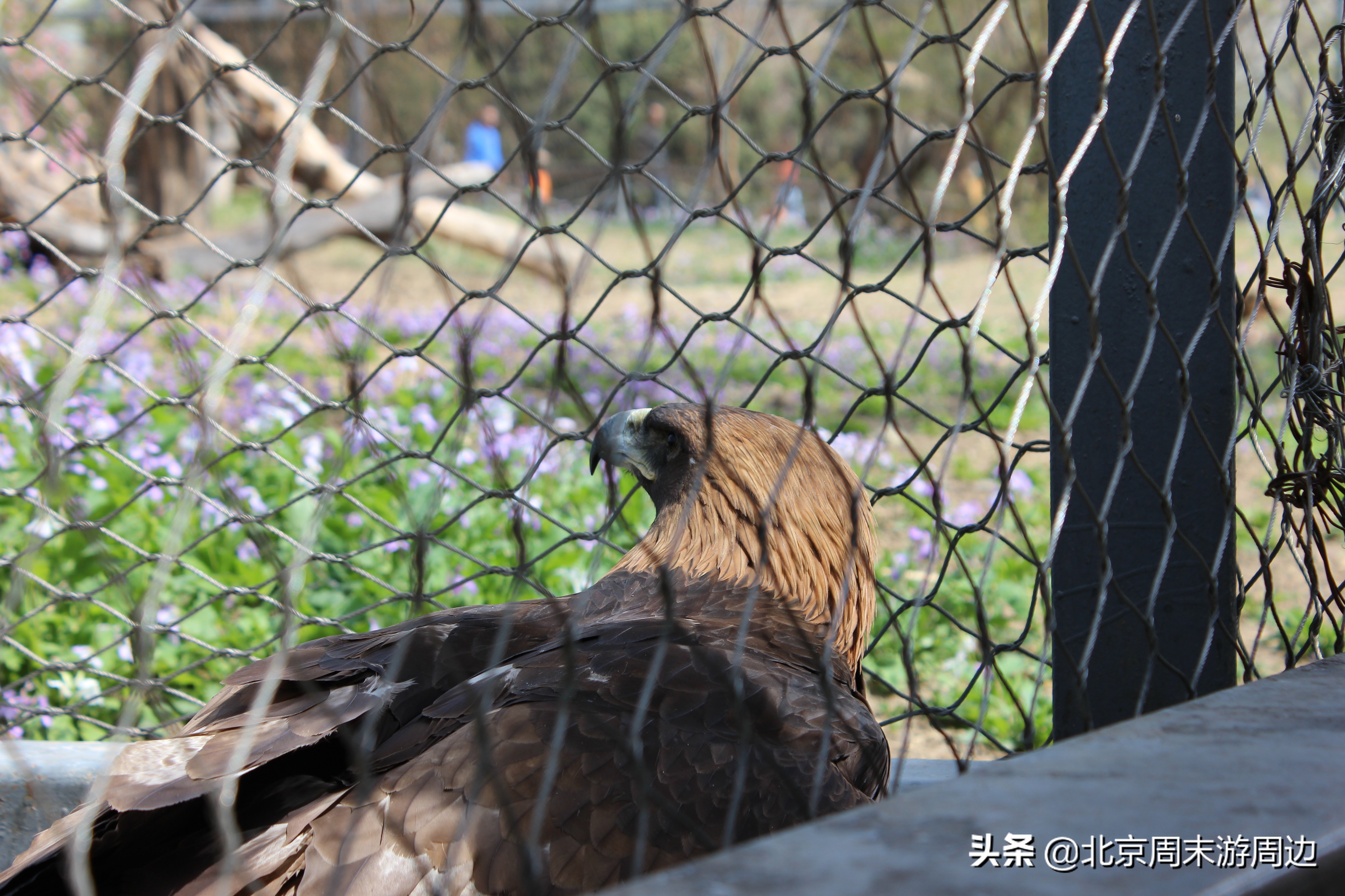 北京动物园和北京野生动物园区别,北京动物园和北京大兴野生动物园