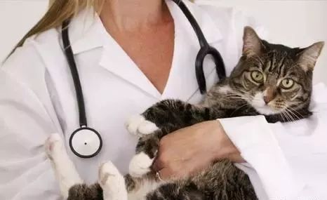 猫咪乱尿解决神器,猫咪乱尿吃什么药管用