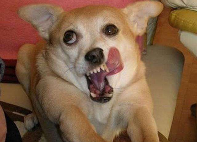 狗狗喜欢到处舔,不过舔这6个地方,可能是有话对你说