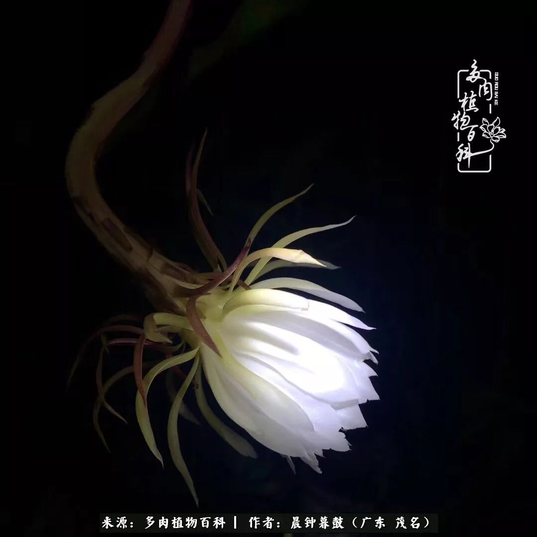 轻轻地告诉你，我的多肉也曾美过，不信你看看