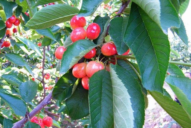 吃剩下的樱桃核怎样种植,吃剩的樱桃核晒干可以做肥料吗
