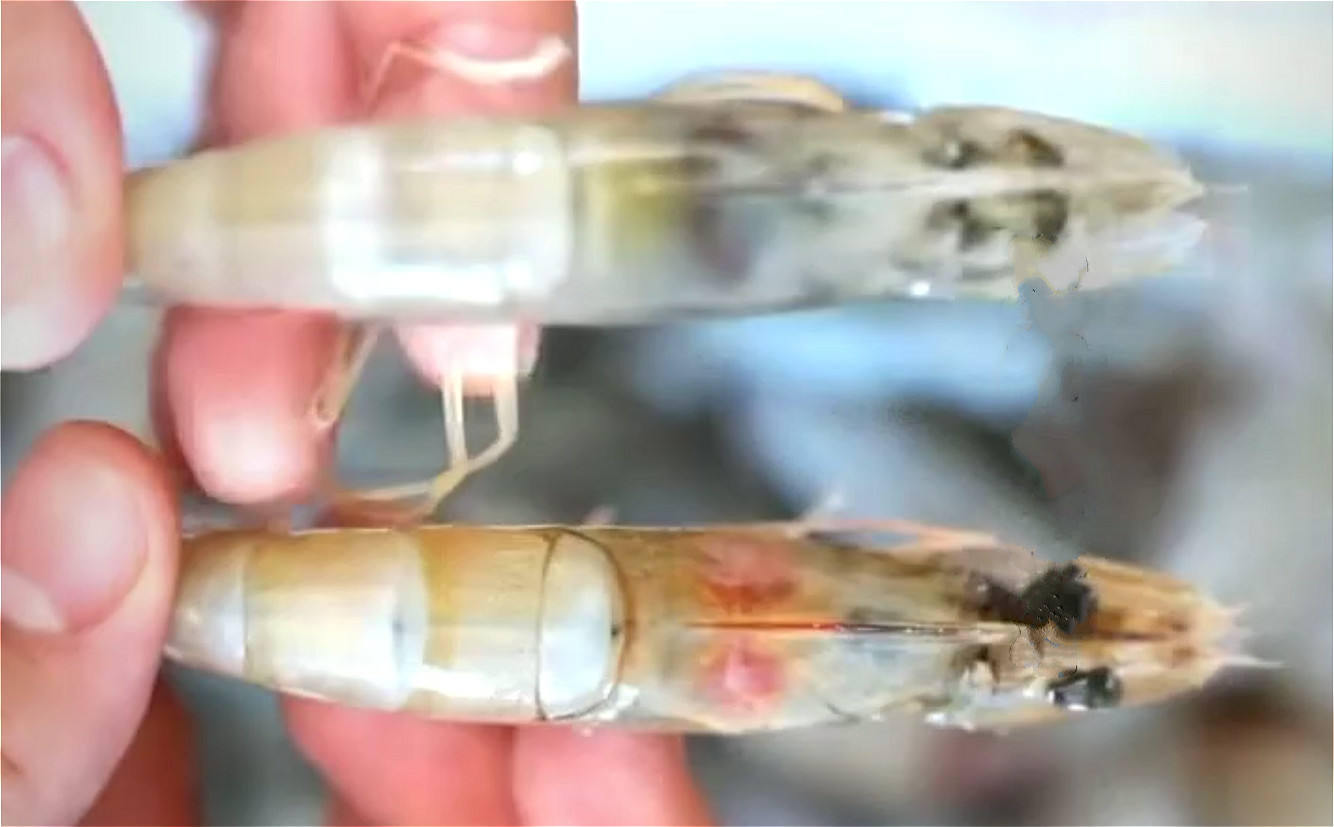 买冻虾有什么讲究没,买冻品虾要注意什么