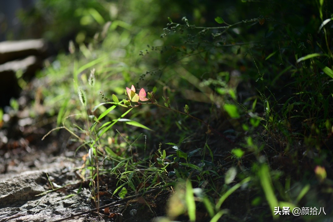 北京圆明园一日游推荐,圆明园秋色如画
