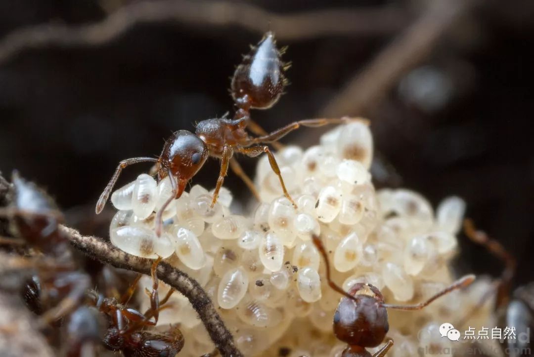 宠物蚂蚁基础知识,宠物蚂蚁怎么养新手教程
