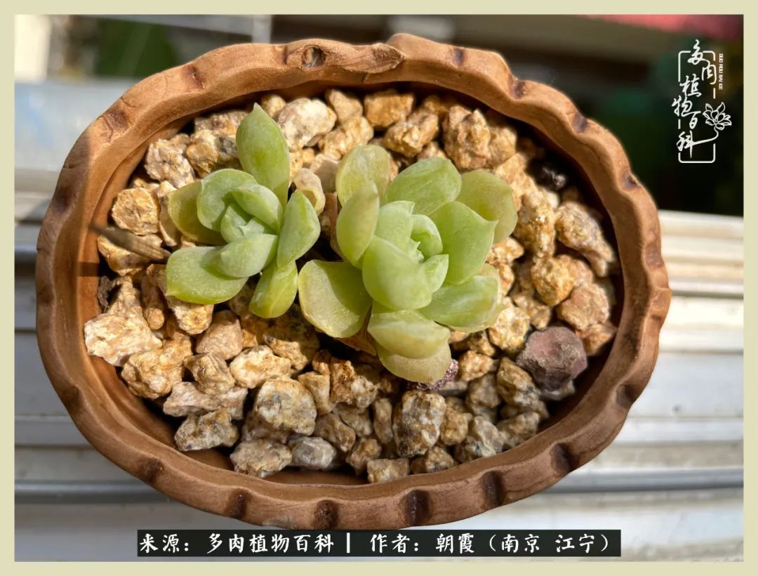 多肉最美的飘枝品种,多肉最美老桩