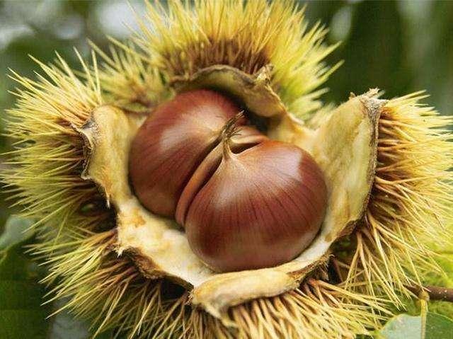 板栗怎么快速剥壳,板栗去壳的快速方法