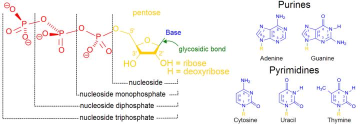 超微量核酸蛋白测定仪-Nanodropvs.Qubit