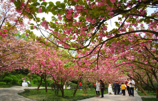 重庆南山风景区有哪些景点,重庆南山风景区旅游攻略图