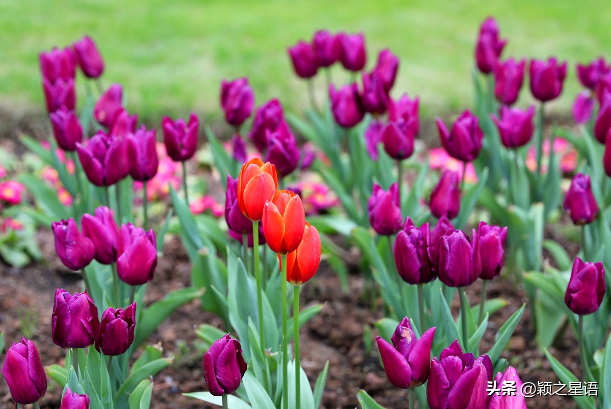 郁金香鲜花香味,郁金香鲜花诗情画意