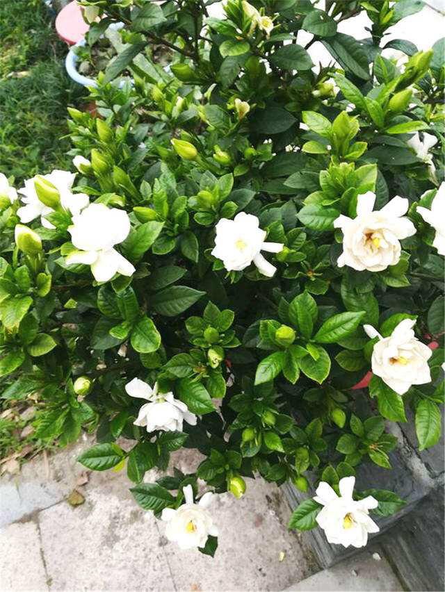 养栀子花的方法和注意事项有哪些,栀子花怎么养开花多不黄叶