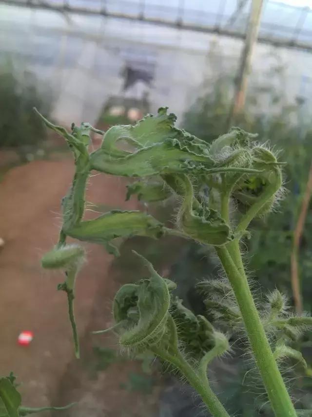 番茄生长调节剂药害解决,碧护生长调节剂药害