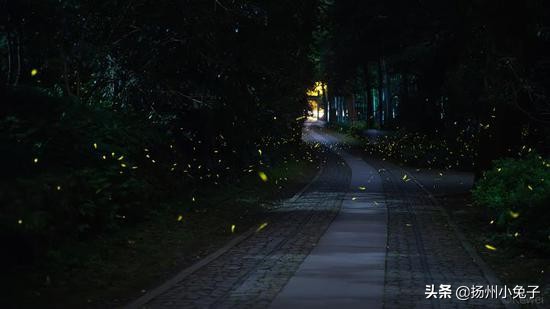 夏夜里最美的是萤火虫,唯美的萤火虫夜景