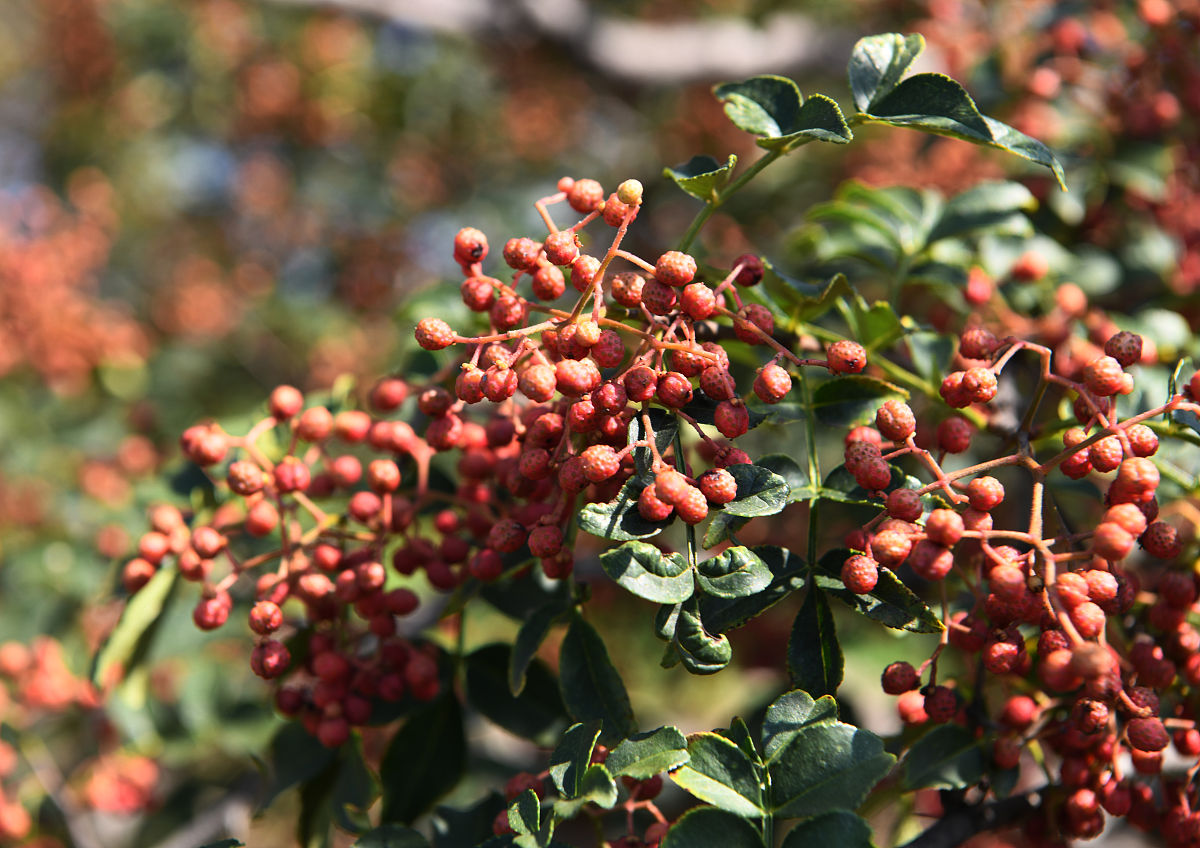 阳台上禁忌种植花椒树,阳台花椒树