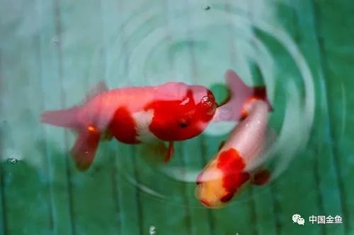 家庭养金鱼十大禁忌,家中养金鱼怎么处理粪便